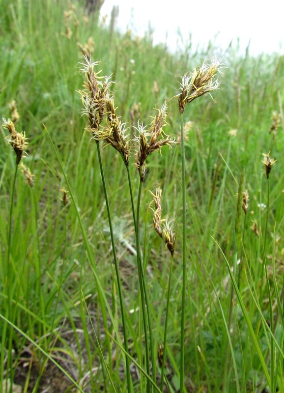 Изображение особи Carex praecox.