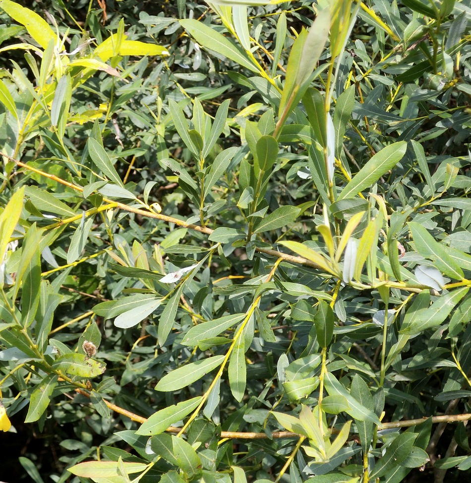 Изображение особи Salix vinogradovii.