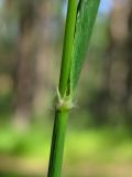 Calamagrostis arundinacea