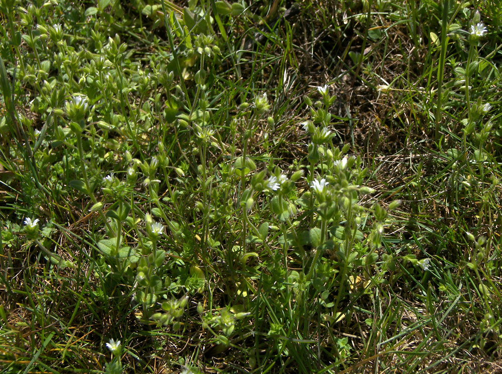 Image of Cerastium semidecandrum specimen.