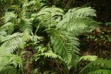 Athyrium filix-femina