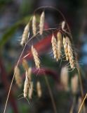 Bromus squarrosus