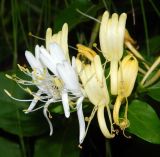 Lonicera japonica. Цветки. Республика Абхазия, Новый Афон, приморский парк. Август 2014 г.