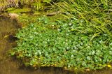 Hydrocotyle ranunculoides