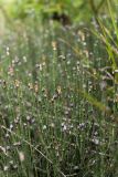 Equisetum variegatum. Побеги со спороносными колосками. Свердловская обл., Карпинский городской округ, 44 км дороги Карпинск - Кытлым, ниже турбазы \"Серебрянский Камень\", на берегу р. Лобва, выс. 300 м н.у.м. 18.07.2015.