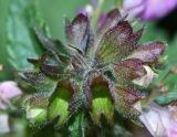 Teucrium ussuriense