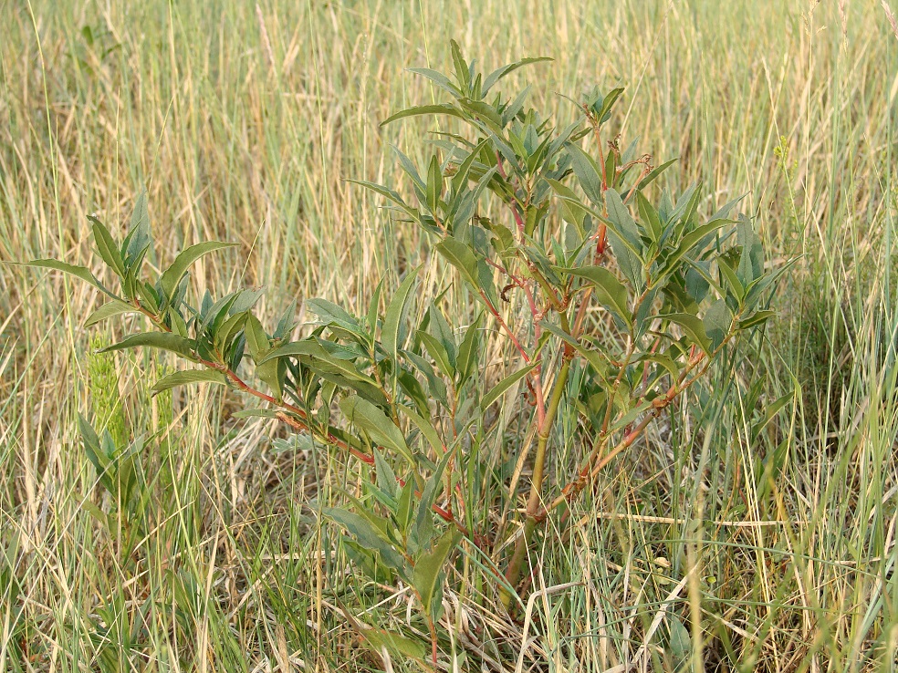 Изображение особи Aconogonon alpinum.