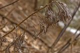 Artemisia sericea