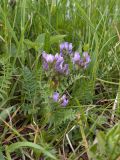 Astragalus danicus. Цветущее растение. Псковская обл., Печорский р-н, окр. дер. Изборск, Словенское поле, бровка Изборско-Мальской долины, суходольный луг на известняке. 28.05.2016.