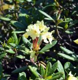 Rhododendron aureum