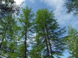 Larix cajanderi