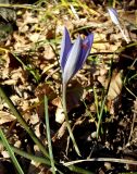 Crocus speciosus