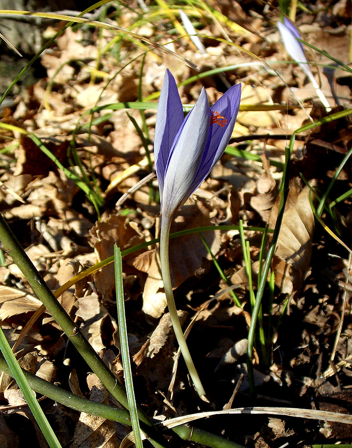 Изображение особи Crocus speciosus.