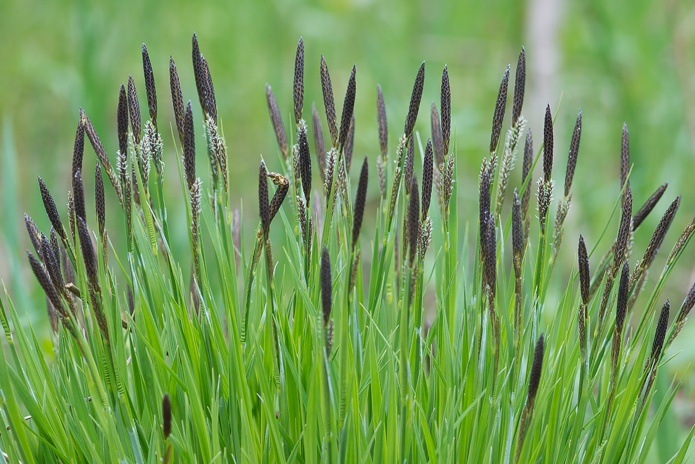 Изображение особи Carex cespitosa.