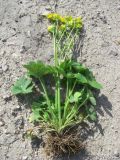 Ranunculus constantinopolitanus. Выкопанное цветущее растение. Крым, Байдарская долина, окр. с. Тыловое. 13.04.2010.