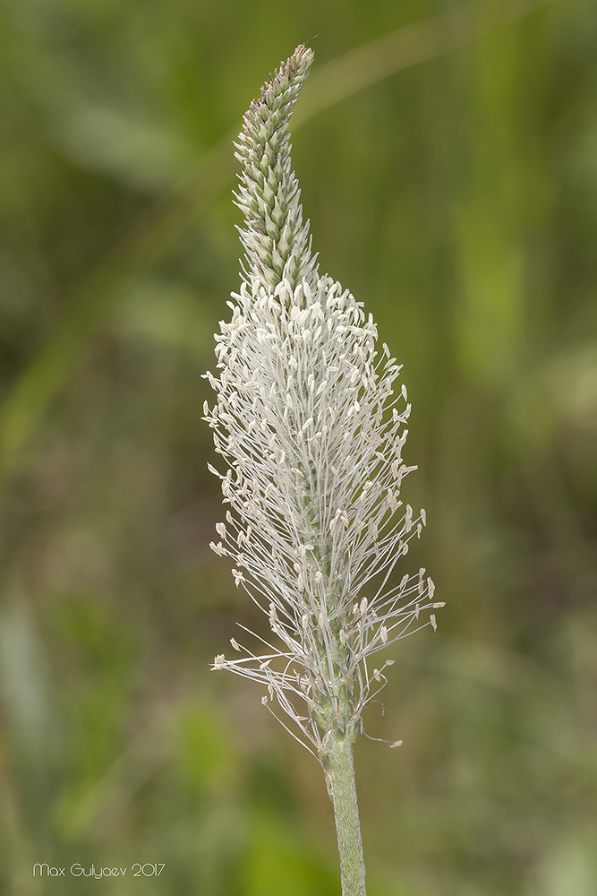 Изображение особи Plantago urvillei.