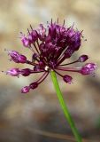 Allium atroviolaceum