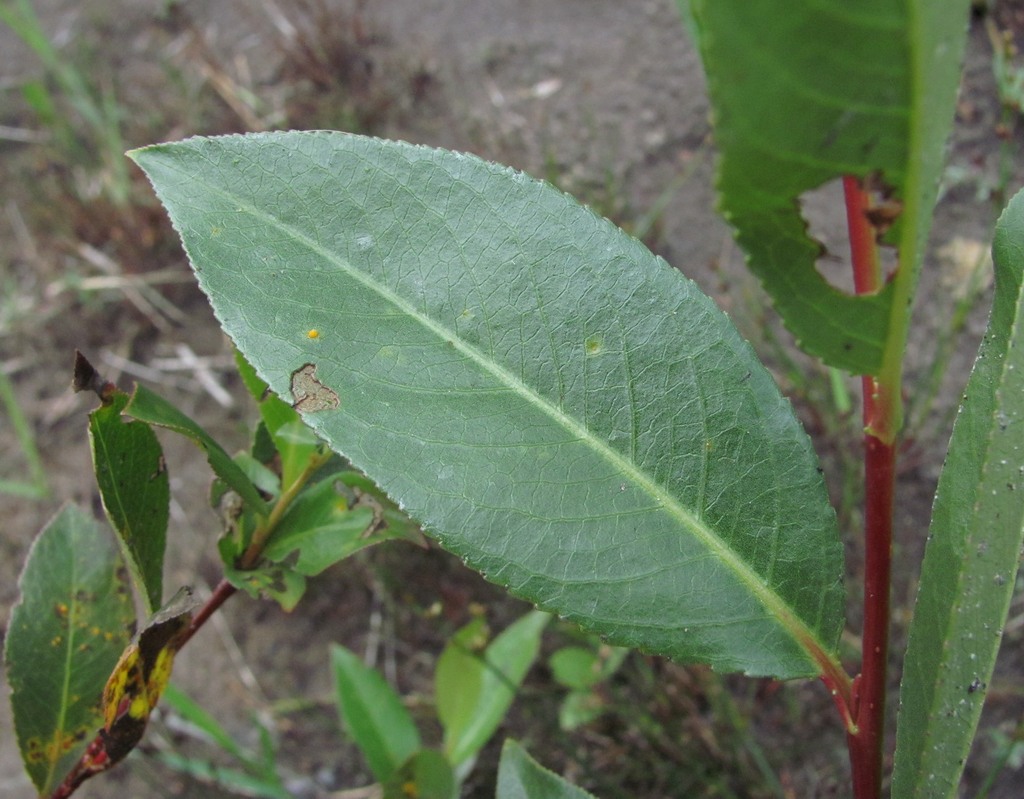 Изображение особи Salix pentandrifolia.