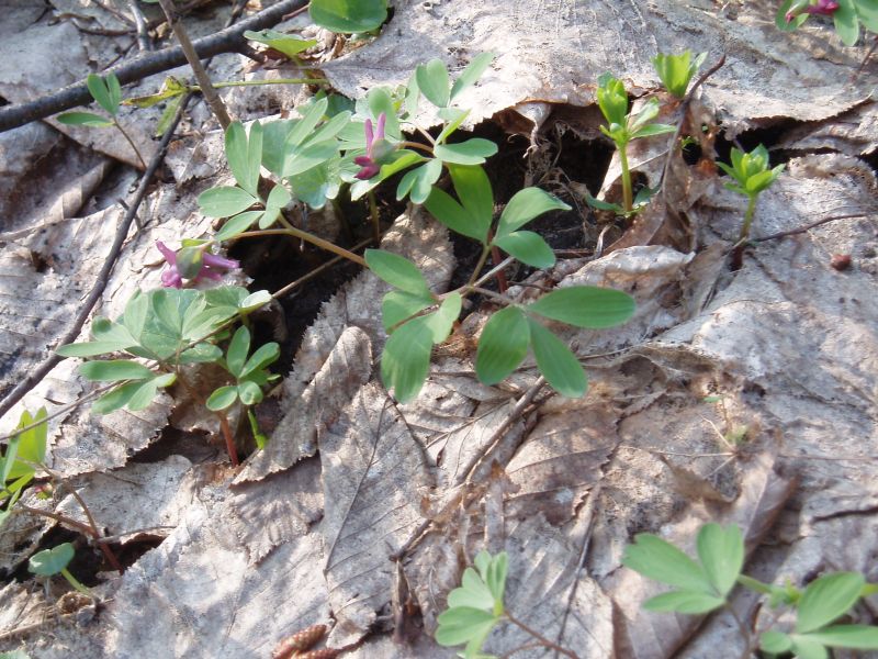 Изображение особи Corydalis intermedia.