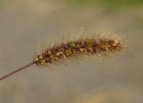 Setaria viridis