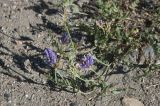 Astragalus adsurgens