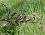 Symphyotrichum subulatum