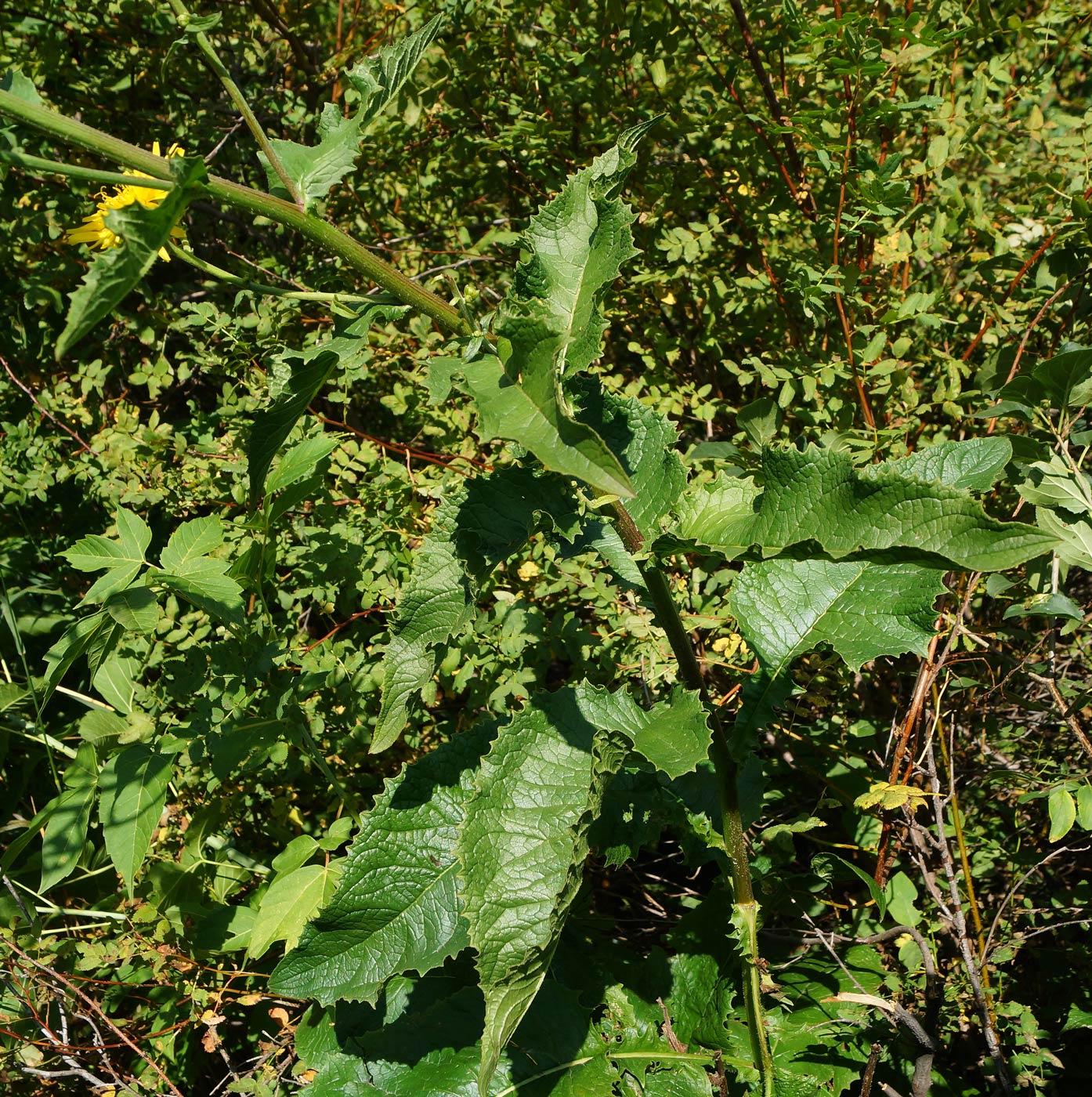 Изображение особи Crepis sibirica.