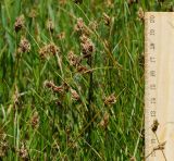 Carex pachystylis. Верхушки цветущих растений. Восточный Казахстан, г. Усть-Каменогорск, правый берег р. Иртыш, остепнённый луг. 21.05.2018.