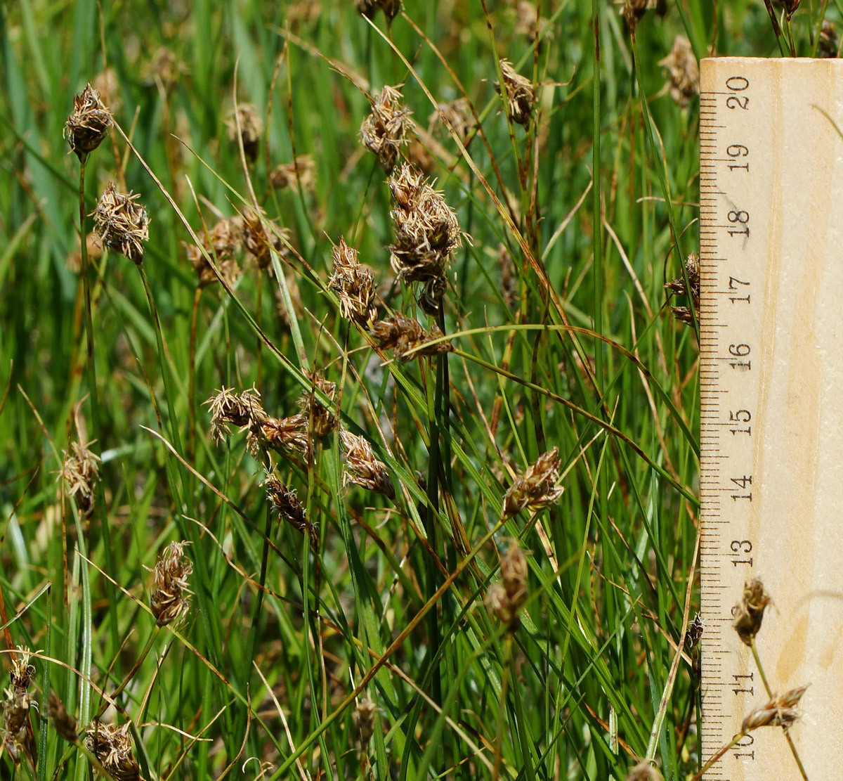 Изображение особи Carex pachystylis.