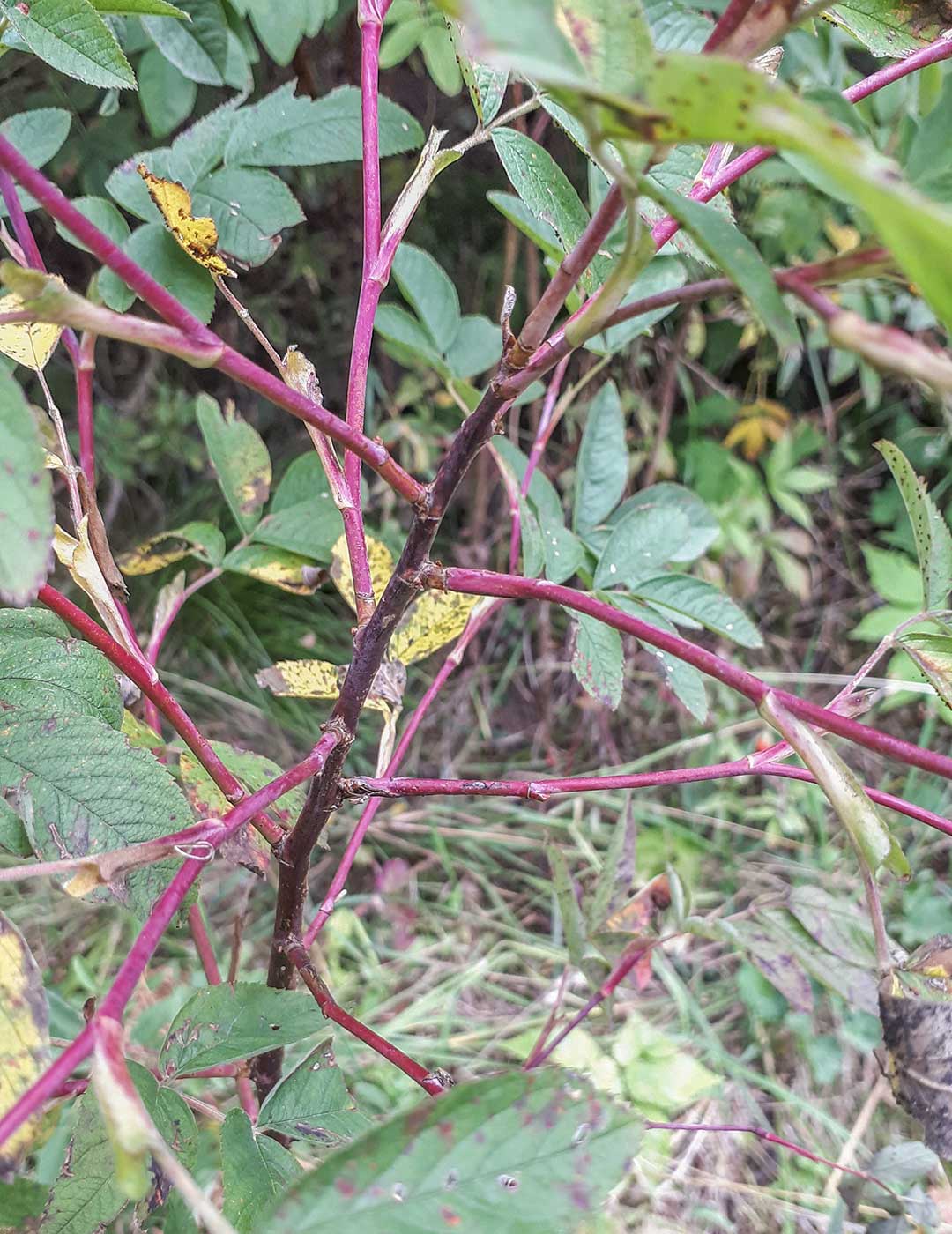 Image of Rosa cinnamomea specimen.