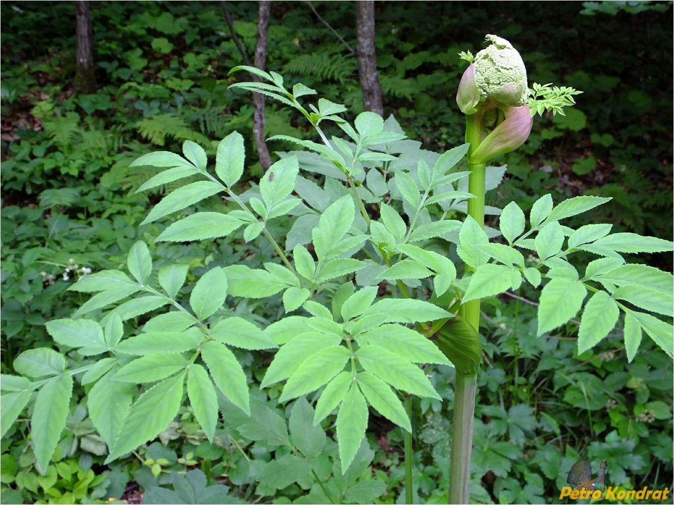 Изображение особи Angelica sylvestris.