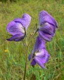 Aconitum delphiniifolium. Верхушка побега с цветками. Чукотка, Билибинский р-н, юго-восточная окр. г. Билибино, сырой участок тундры вдоль дороги. 06.07.2018.