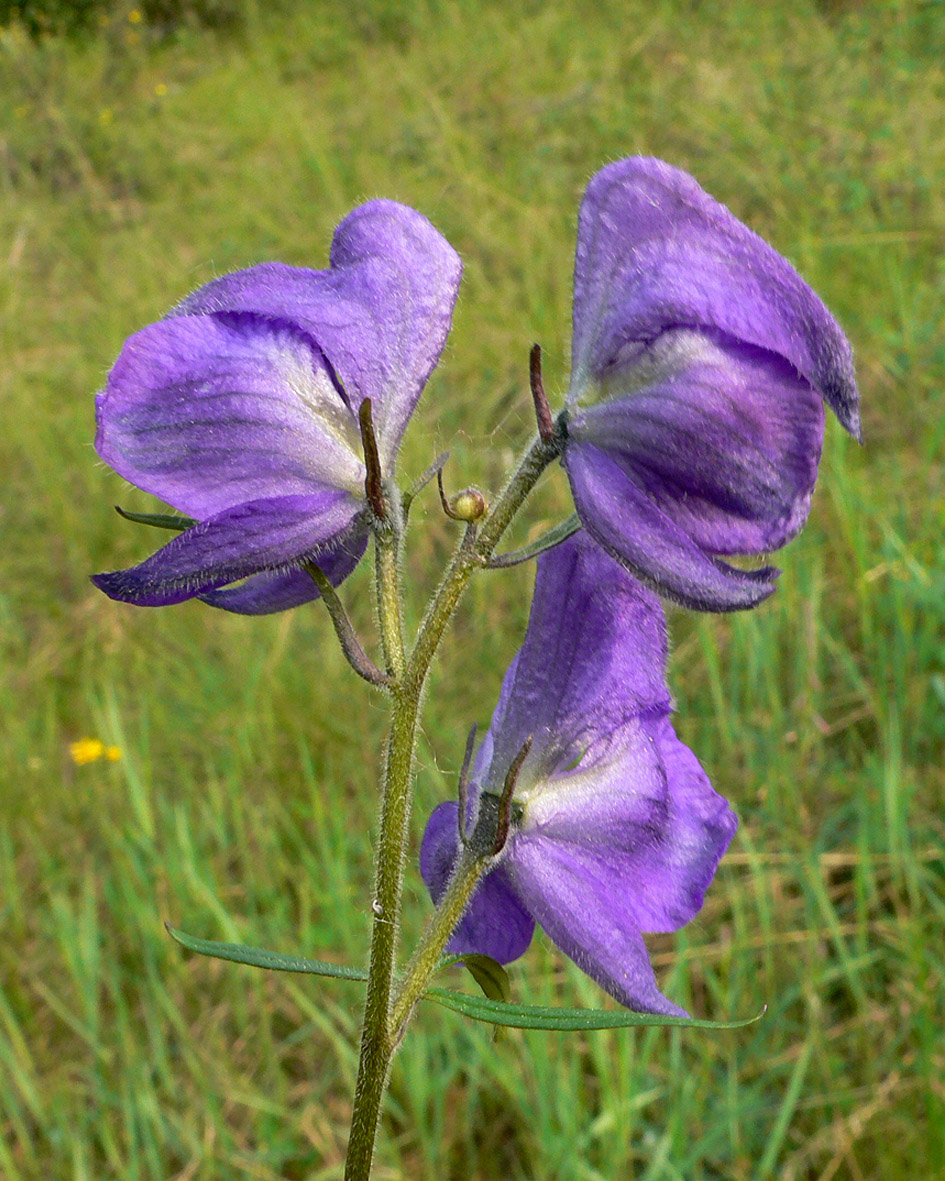 Изображение особи Aconitum delphiniifolium.