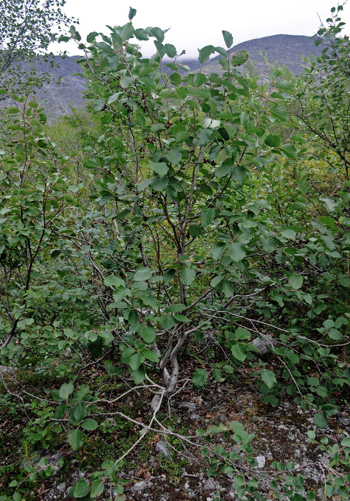 Image of Alnus kolaensis specimen.