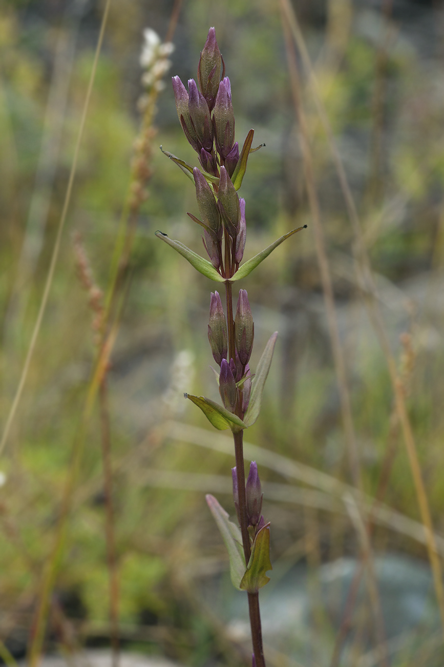 Изображение особи Gentianella amarella.