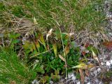 Gentiana grandiflora. Плодоносящие растения. Красноярский край, Ермаковский р-н, природный парк \"Ергаки\", гора Видовка, ≈ 1900 м н.у.м., каменистый склон. 15.07.2018.