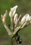 Astragalus macrotropis. Соцветие. Узбекистан, Джизакская обл., Зааминский р-н, Зааминский национальный парк, травянистый склон. 27.04.2019.