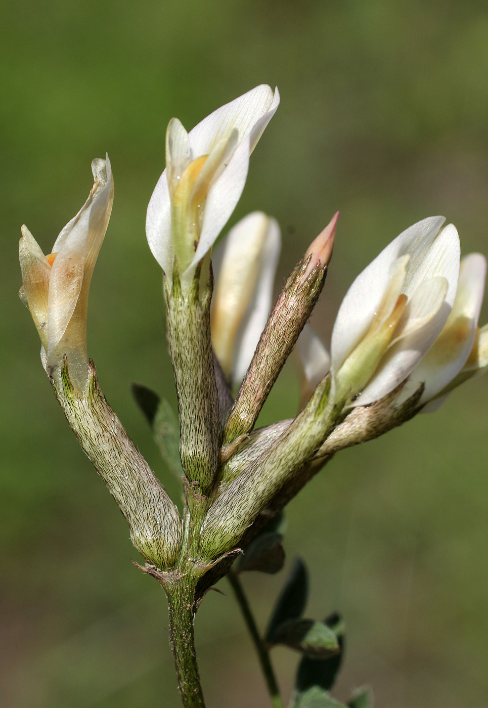 Изображение особи Astragalus macrotropis.