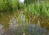 Eleocharis palustris