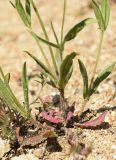 Tuberaria guttata