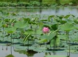 Nelumbo komarovii