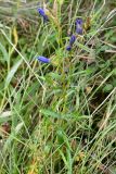 Gentiana pneumonanthe