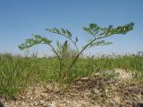 Ferula tschuiliensis