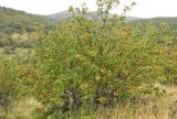 Embothrium coccineum