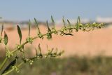 Rumex pulcher. Веточка с соцветиями. Крым, Севастополь, обочина. 16.05.2023.