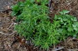 Atriplex subcordata