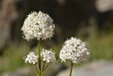 Valeriana alpestris. Соцветия. Карачаево-Черкесия, Карачаевский р-н, Большой Кавказ, правый борт долины р. Узункол, южный склон горы Чатбаши в р-не \"нижних чатских ночёвок\", ≈ 2880 м н.у.м., среди камней. 26.07.2023.