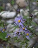 Aster bessarabicus