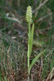 Dactylorhiza ochroleuca. Цветущее растение (высота — 30 см, длина соцветия — 7 см). Республика Башкортостан, Дуванский р-н, окр. с. Озеро, восточный участок Озерского болота. 26 июня 2023 г.