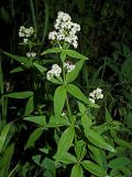 Galium physocarpum. Верхушка цветущего растения с жуком. Ульяновская обл., г. Димитровград, пойма р. Б. Черемшан, лесопарк \"Дубовая роща\", местами заболоченная дубрава. 12.06.2023.